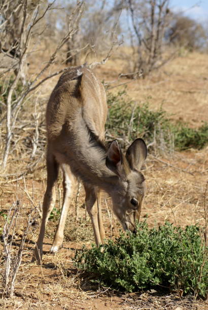istock Female kudu grazing 1039579684