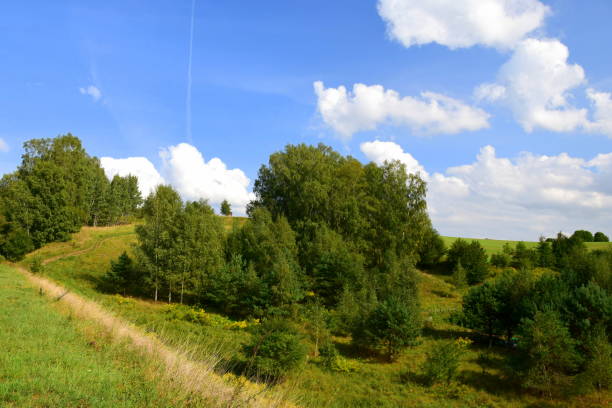 una vista di una grande collina coperta di parti con alberi che fanno parte di una vasta foresta e in parti con alcuni arbusti, erba e altra vegetazione con un cielo autunnale nuvoloso sopra la scena in polonia - poland rural scene scenics pasture foto e immagini stock