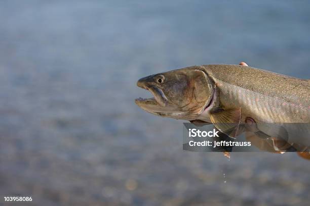 Bull Trout Stockfoto und mehr Bilder von Stierforelle - Stierforelle, Aktivitäten und Sport, Angeln