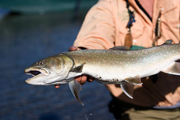 bull trout - bull trout stock-fotos und bilder