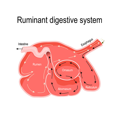 ruminant digestive system. cross-section of the ruminant stomach: rumen (primary site of microbial fermentation), reticulum, omasum, and abomasum (true stomach). Vector diagram for educational, medical, vet, biological and science use