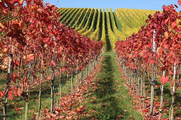 istock Vineyards of Weinsberg in Germany Fall 103958897