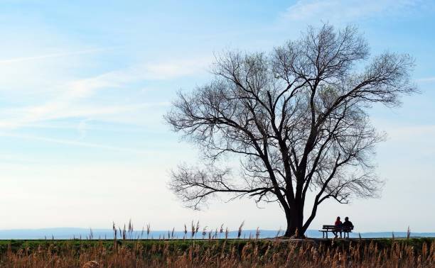 silueta de una pareja sentada en un banco bajo un árbol del roble pelado mirando el horizonte en los primeros días de primavera. - tree bare tree silhouette oak fotografías e imágenes de stock