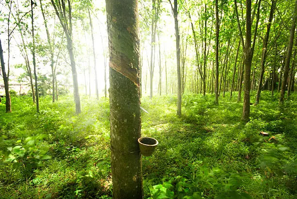 Photo of Trunks of rubber trees in a lush green forest with sun