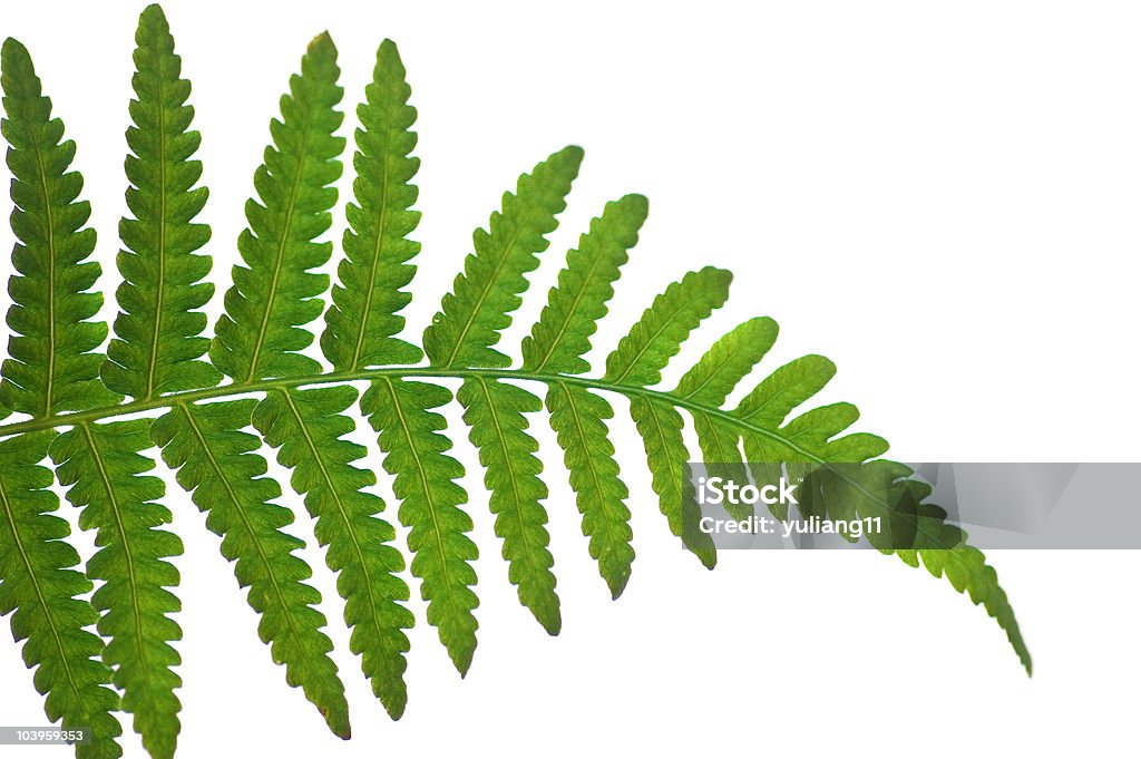 leaf  Color Image Stock Photo