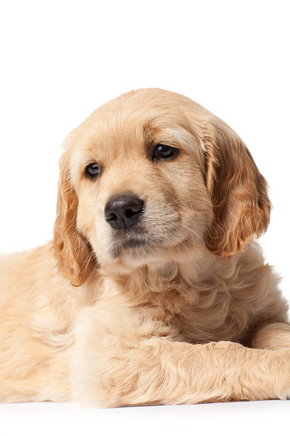 istock Golden Retriever puppy 103959364