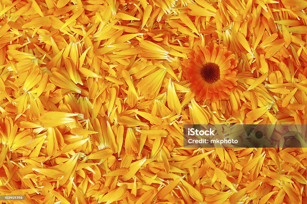 Orange daisy Blume - Lizenzfrei Anstrengung Stock-Foto