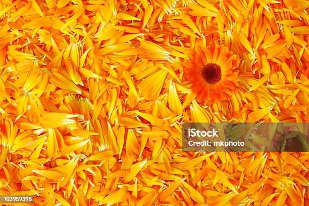 Laranja Flor Da Margaridadoscampos - Fotografias de stock e mais imagens de Amarelo - Amarelo, Amor, Aniversário especial