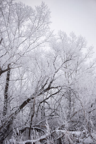 istock Branches of trees in the frost. 1039594906