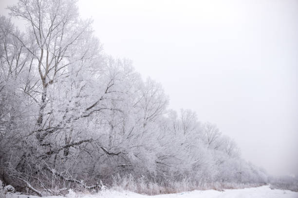 istock Branches of trees in the frost. 1039594912
