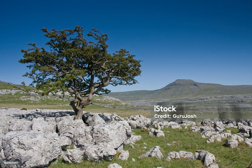 Lonely Tree A solitary tree in the Yorkshire Dales with Ingleborough in the background Blue Stock Photo