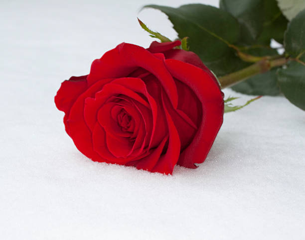 istock Red rose on the snow 103959958