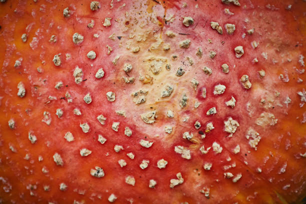 fly agaric background. red white mottling toadstool cap surface. - mushroom fly agaric mushroom photograph toadstool imagens e fotografias de stock