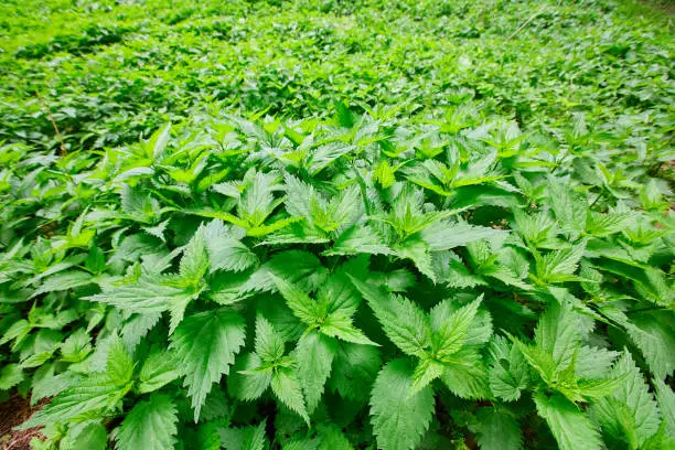Field of lots stinging nettles (Urtica) with fresh green leaves.