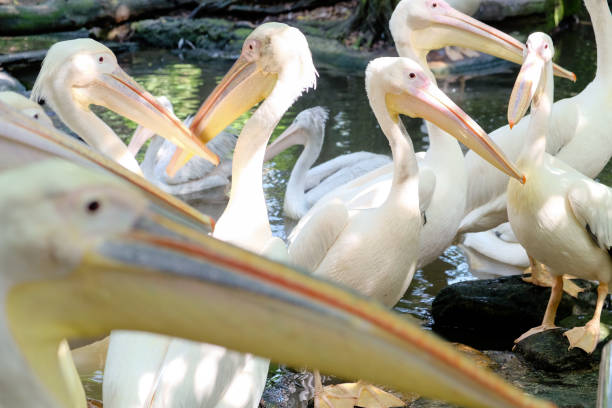 istock Great White Pelican in the zoo 1039605142