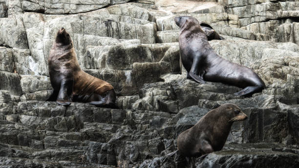 istock Seals in Abel Tasman National Park 1039605316