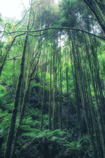 istock St. Clair National Park, Tasmania, Australia 1039605974