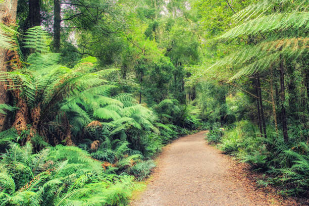 istock St. Clair National Park, Tasmania, Australia 1039606212