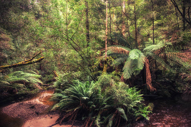 istock St. Clair National Park, Tasmania, Australia 1039606238