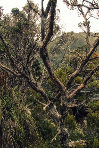 istock Wet eucalypt forest Tasmania 1039606416