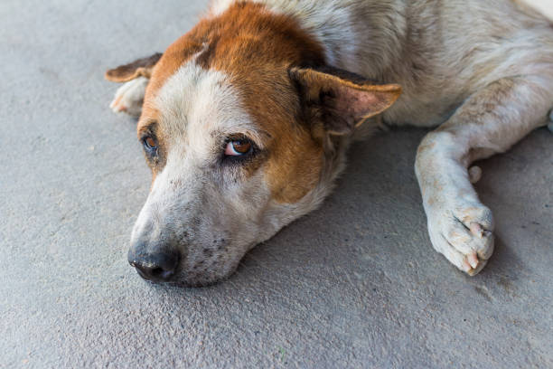 Homeless lonely stray dog resting on cement floor