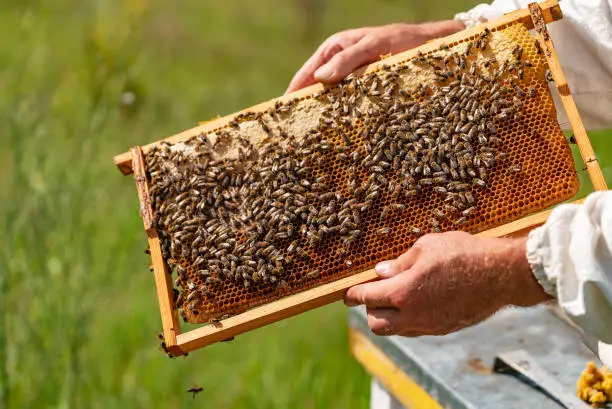 Photo of human hands hold a frame with honeycombs for bees in the garden in the summer.