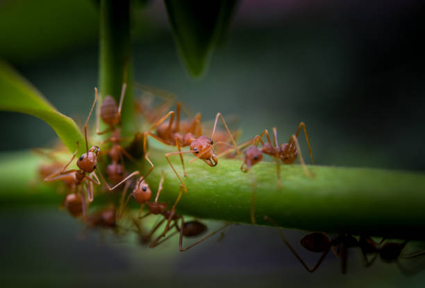 istock Red ant on green plant 1039611300