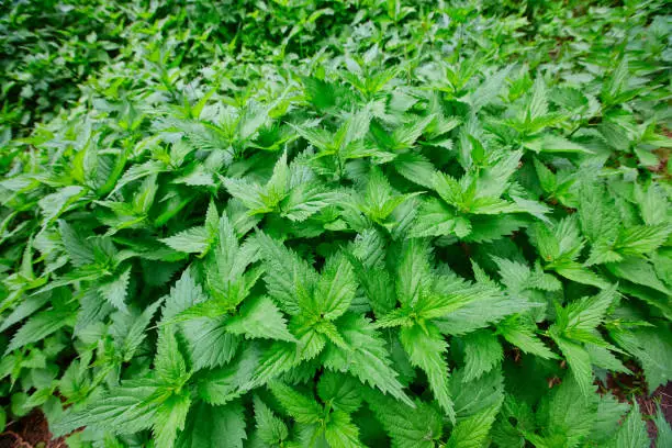 Field of burning nettle with fresh green leaves. Thickets of medicinal plants