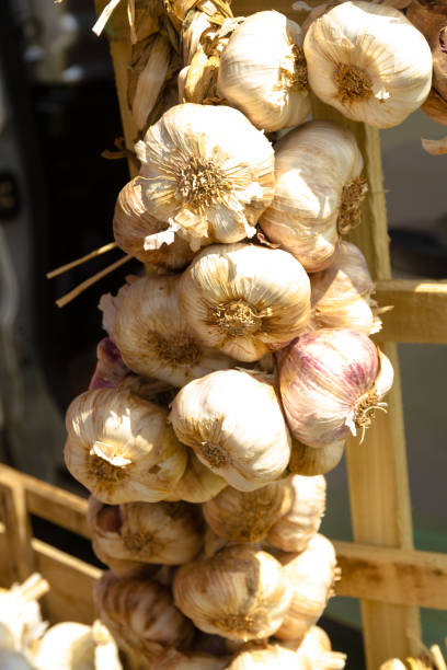 string of garlic - garlic hanging string vegetable imagens e fotografias de stock