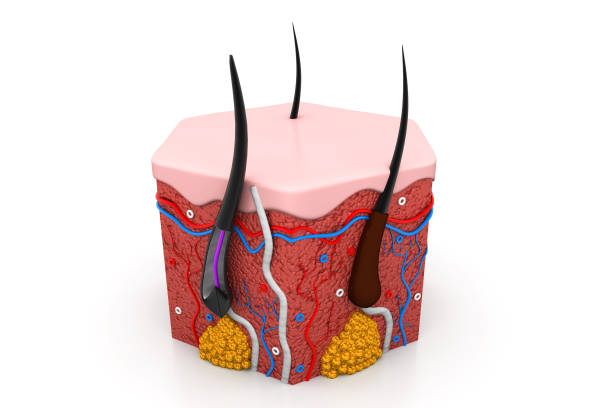 istock human skin anatomy cross section 1039615866