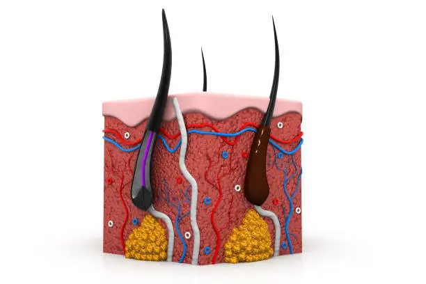 Photo of human skin anatomy cross section