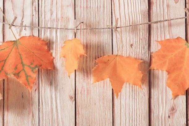 istock autumn leaves on wooden background 1039616846