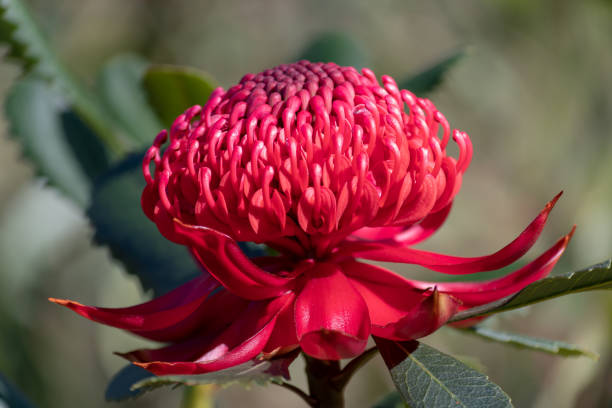 istock The beautiful Waratah 1039617916