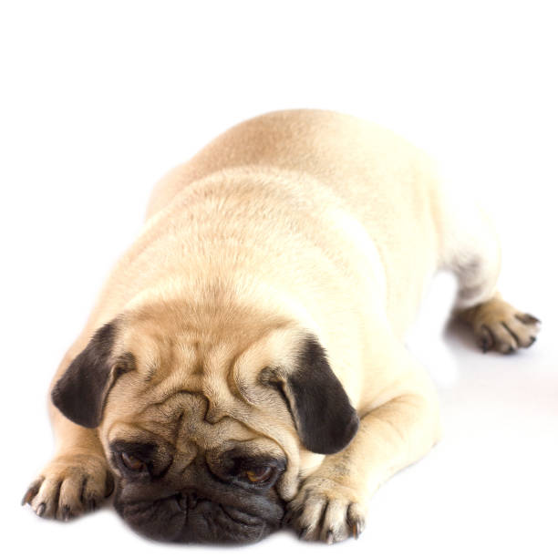istock Very sad upset dog pug lying on the white ground. Isolated 1039619012
