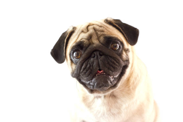 istock Sitting dog pug with big eyes isolated 1039623620