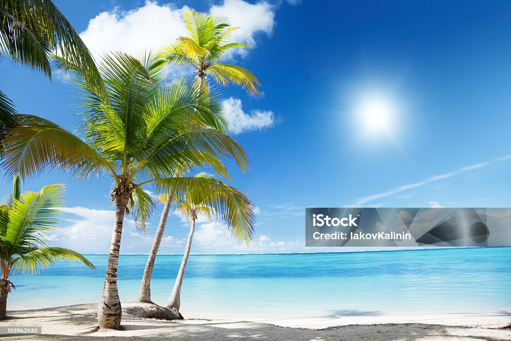 Karibisches Meer und Kokospalmen - Lizenzfrei Atlantik Stock-Foto