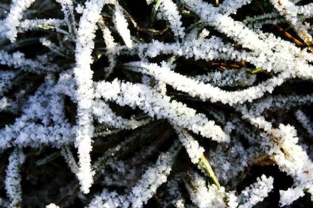 istock Frozen plant in winter 1039625622