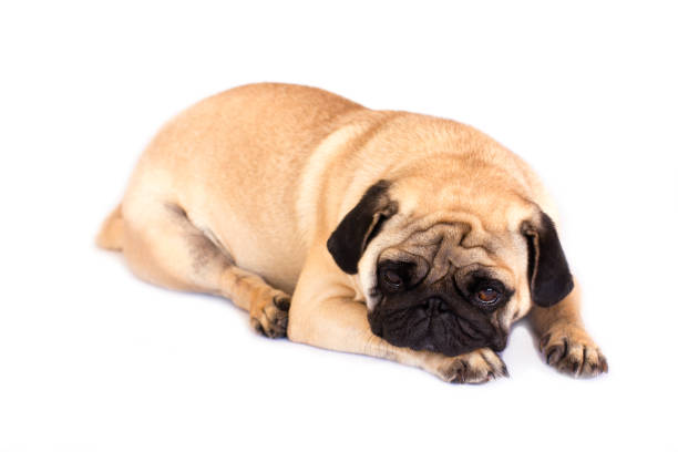 istock A lying pug dog looking sad. Isolated. 1039629624