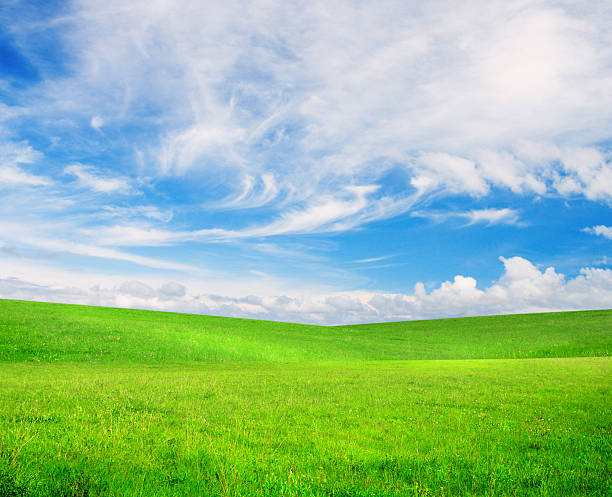 istock Green grass and blue cloudy sky 103963097