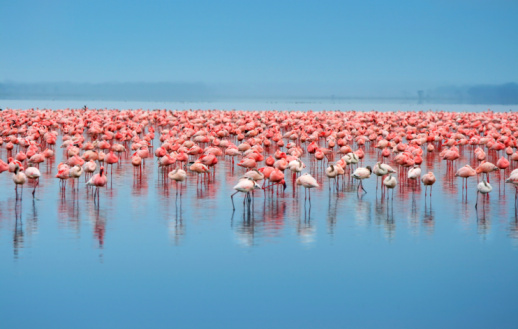 Flock of flamingos. Africa. Kenya. Lake Nakuru