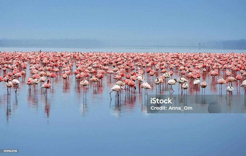 A flock of flamingos in the water Flock of flamingos. Africa. Kenya. Lake Nakuru Kenya Stock Photo