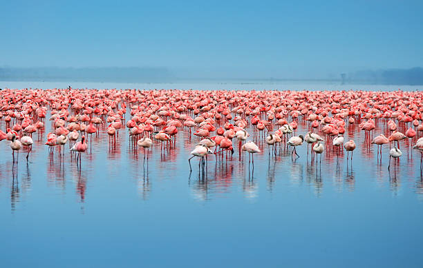 A flock of flamingos in the water Flock of flamingos. Africa. Kenya. Lake Nakuru african wildlife stock pictures, royalty-free photos & images