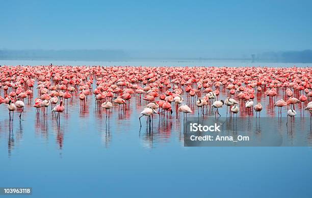 A Flock Of Flamingos In The Water Stock Photo - Download Image Now - Kenya, Flamingo, Lake Nakuru National Park