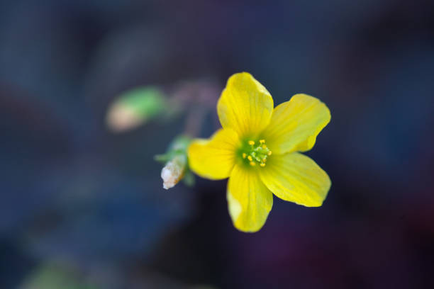 istock little yellow flowers oxalis, macro 1039636758