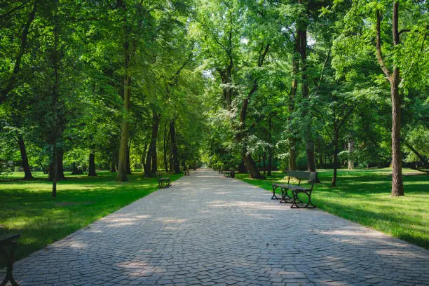 Photo of Beautiful alley with green trees in Lazienki Park at Warsaw Poland