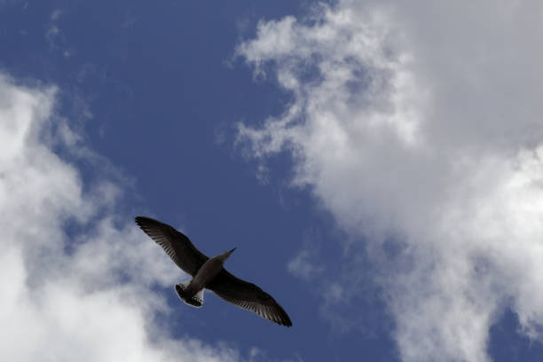 A seagull seen from below flying with wide spread wings in a blue sky with some white clouds