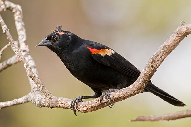 istock Blackbird with injury 103964210