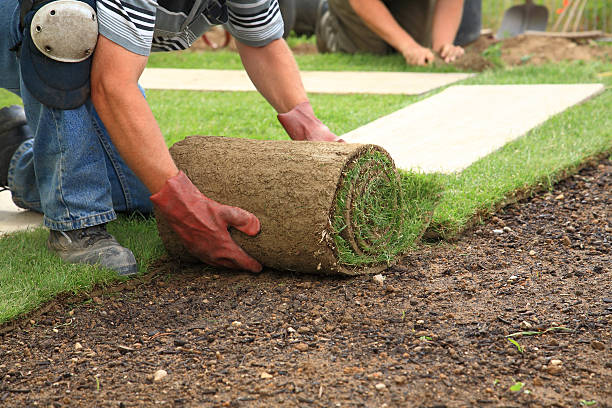 Laying sod for new lawn Man laying sod for new garden lawn landscaped stock pictures, royalty-free photos & images