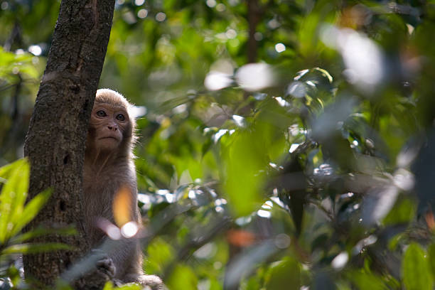 Monkey stock photo