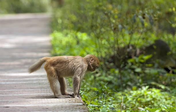 Monkey stock photo